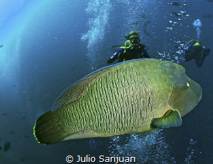 Napoleon fish in Maldives by Julio Sanjuan 